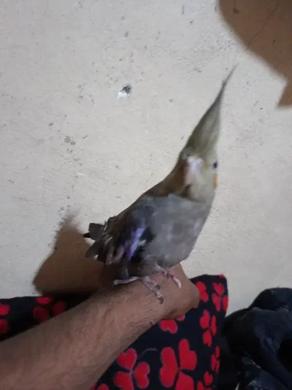 عروس هلندی|پرنده|شادگان, |دیوار