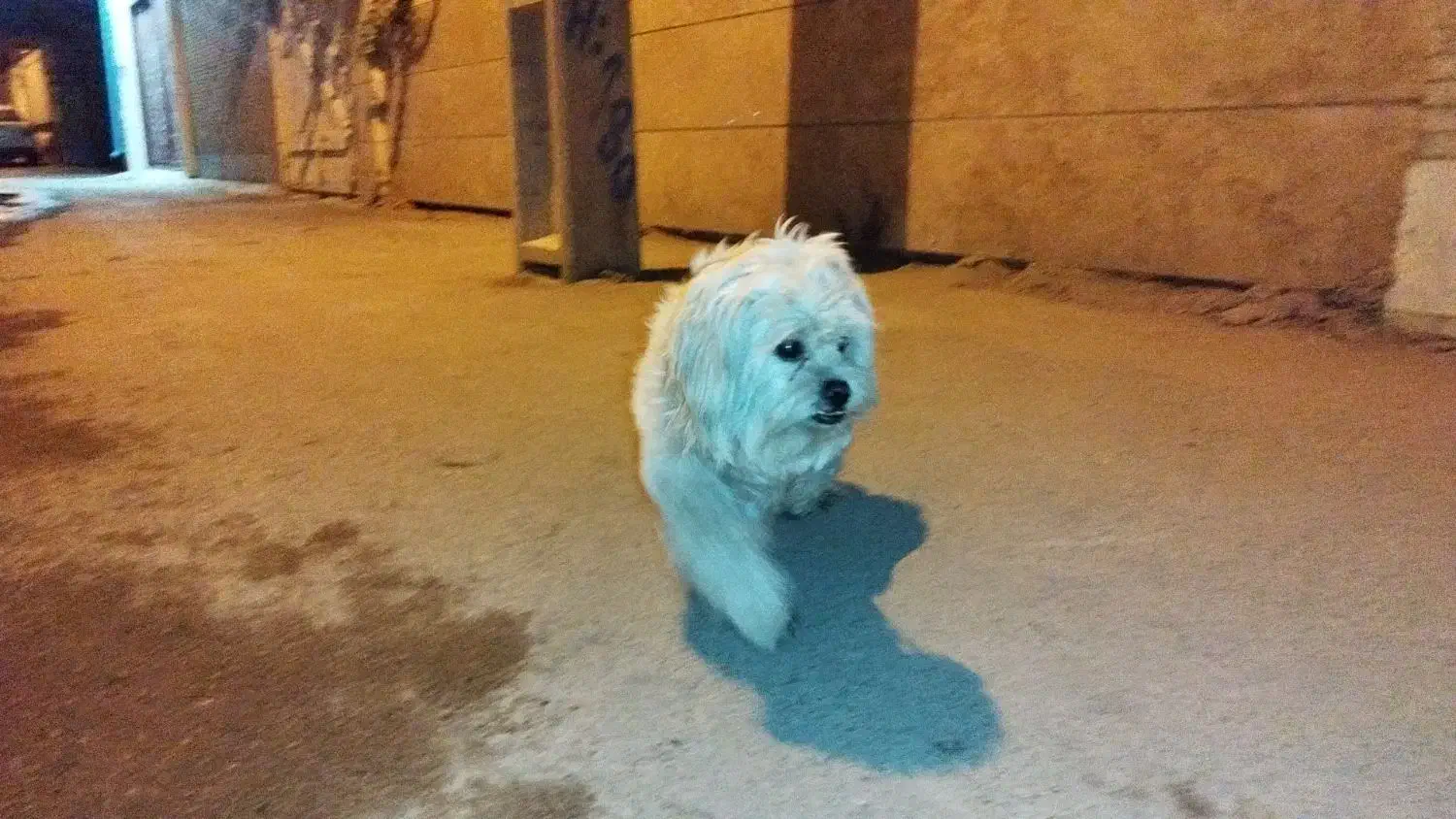 گمشده|حیوانات|یزد, |دیوار