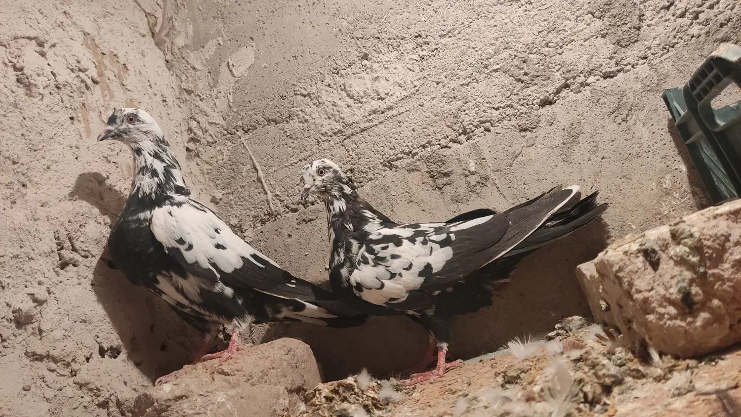 کبوتر|پرنده|مرند, |دیوار