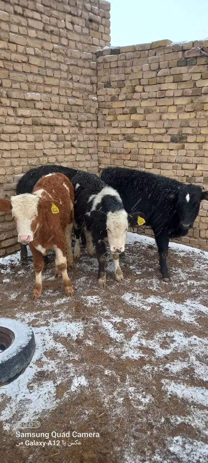 گوساله نر|حیوانات مزرعه|بوئین زهرا, |دیوار