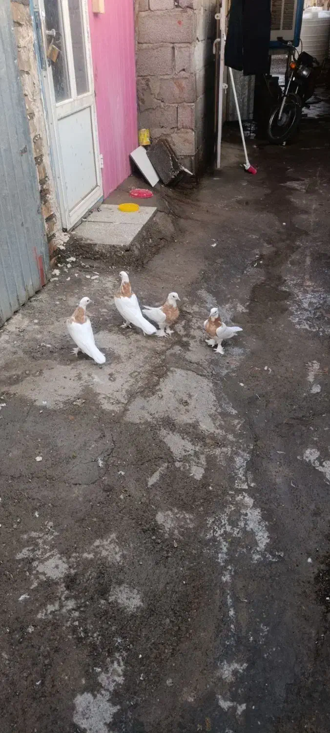 کبوتر|پرنده|قم, پردیسان|دیوار