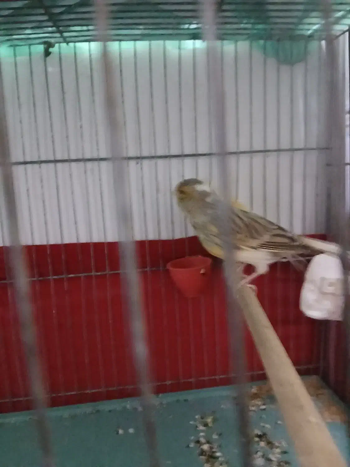 قناری|پرنده|ورامین, جعفر آباد اخوان|دیوار