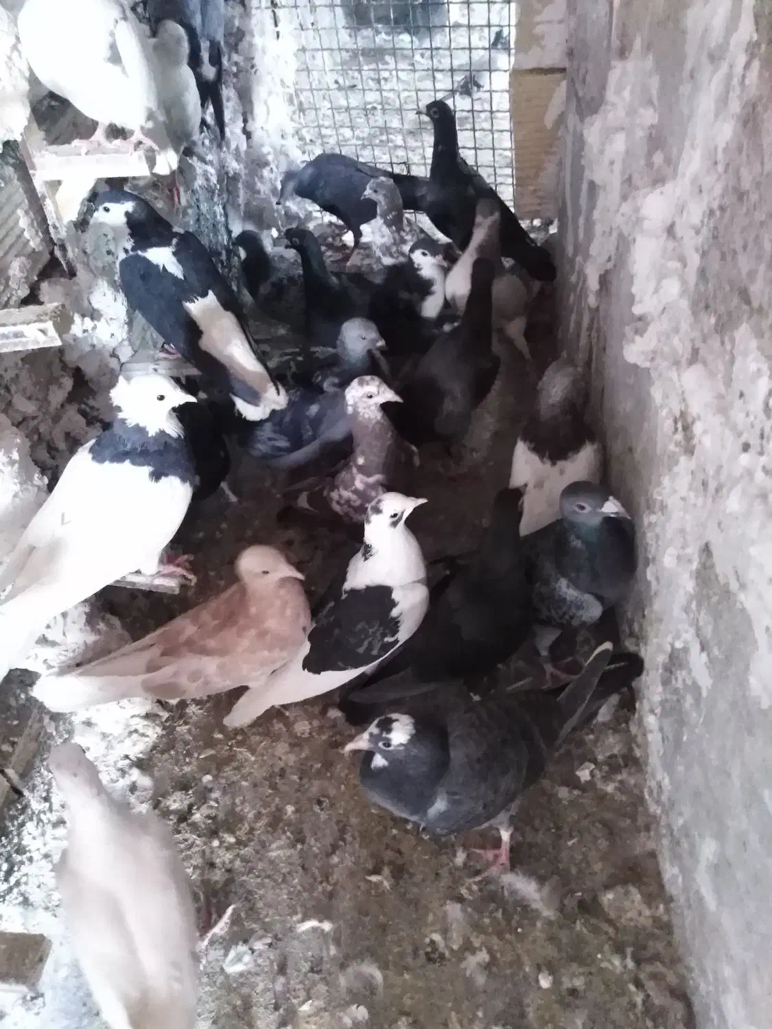 کفتر شهرستانی|پرنده|مشهد, چهارچشمه|دیوار