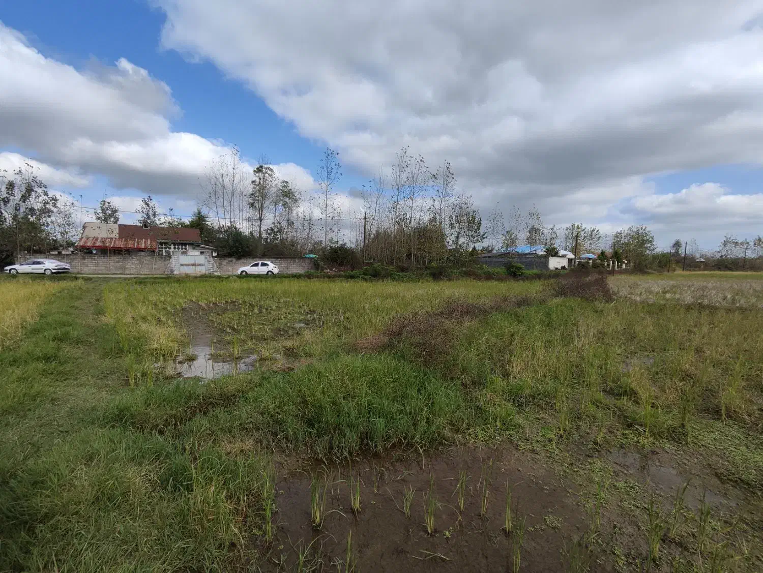 زمین شالیزار|فروش زمین و ملک کلنگی|خمام, |دیوار