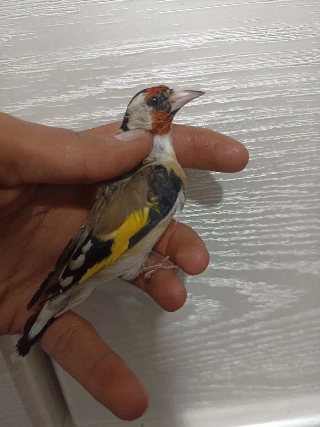 سهره دهن زن|پرنده|شیراز, کوشک میدان|دیوار