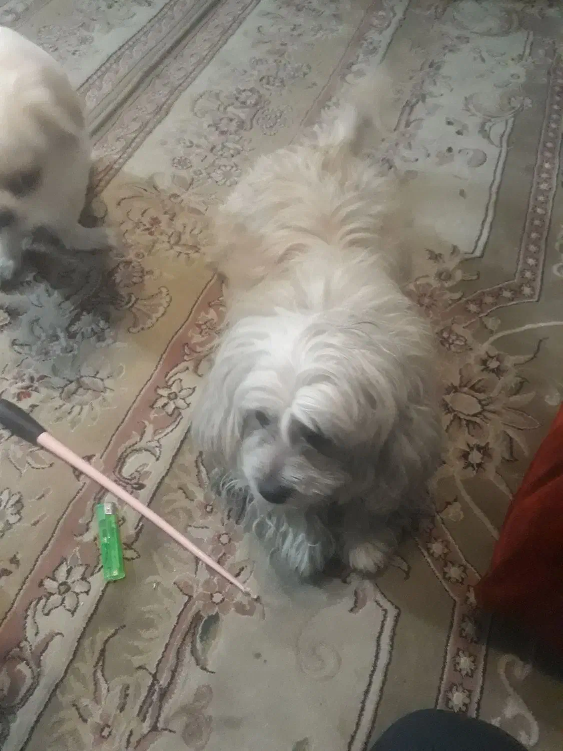 سگ پا کوتاه|سگ|کرج, خرمدشت|دیوار