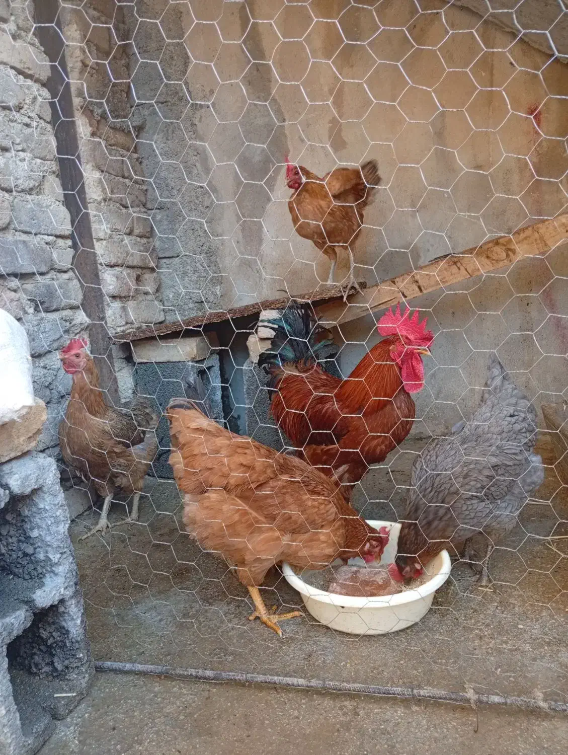 4عدد مرغ تخمگذار وسرحال 1 عددخروس|حیوانات مزرعه|ایوان, |دیوار