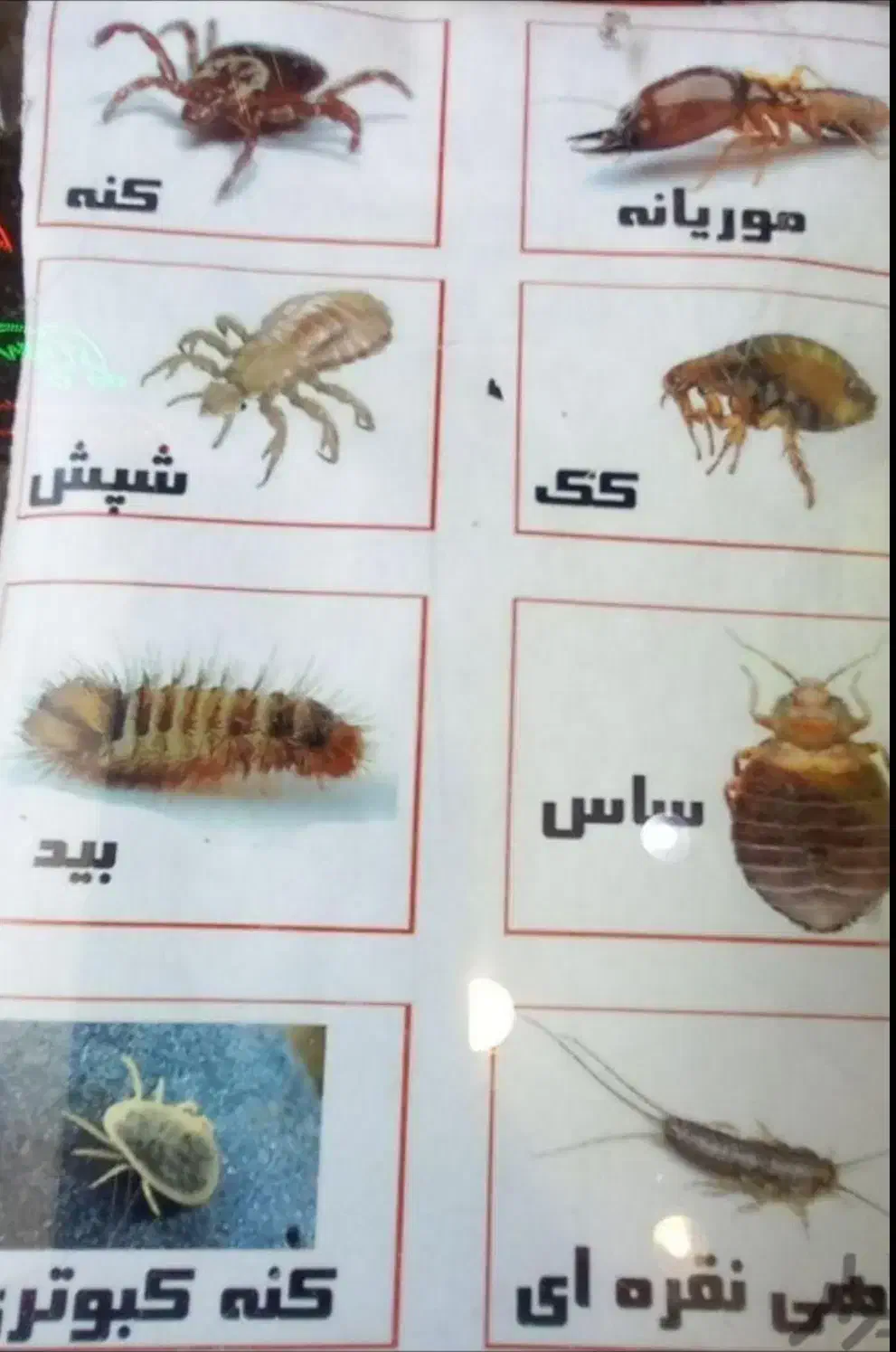 سمپاشی به صورت اصولی سوسک کابینتی موریانه زدایی|خدمات نظافت|دزفول, |دیوار