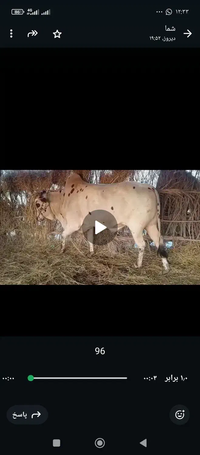 فروش فوری دوستان باقیمت مناسب وارسال هم دارم|حیوانات مزرعه|طارم, |دیوار