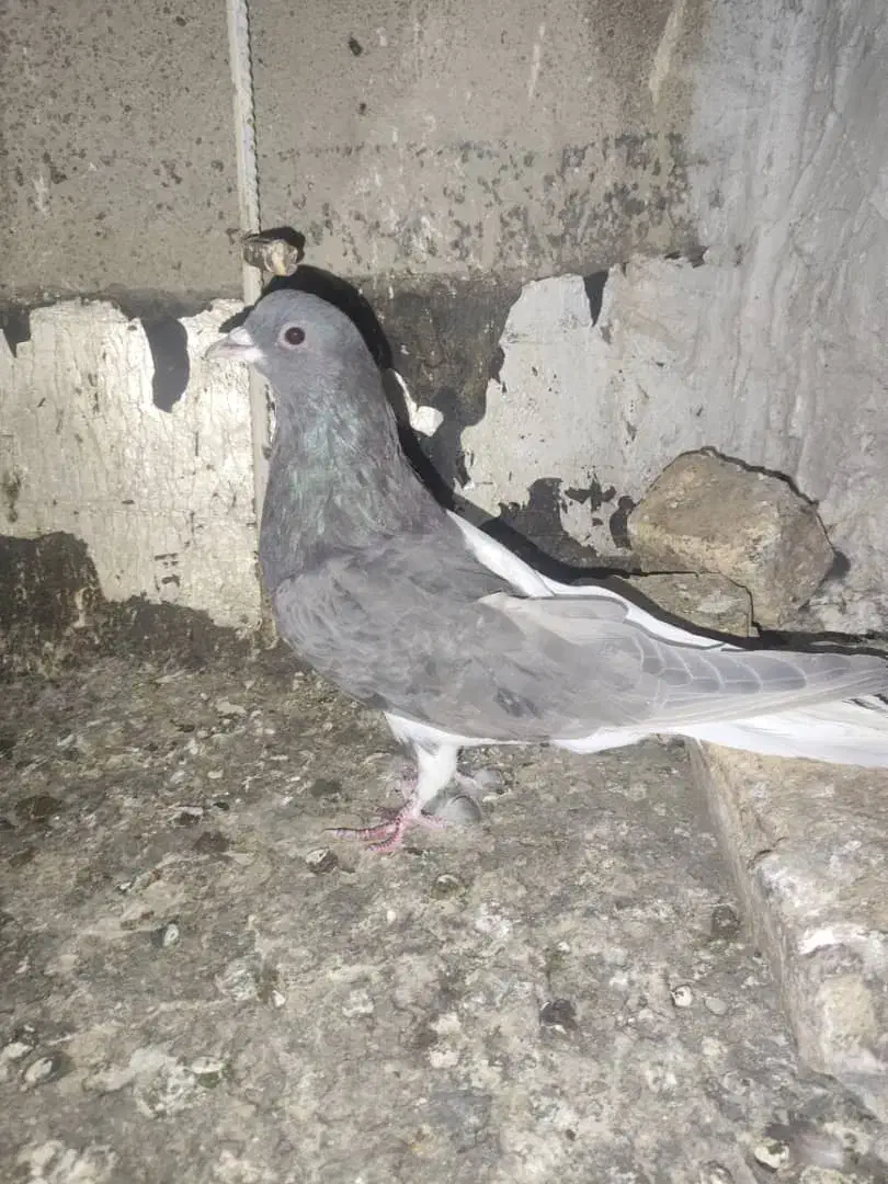 کفتر سینه|پرنده|شیراز, نصر|دیوار