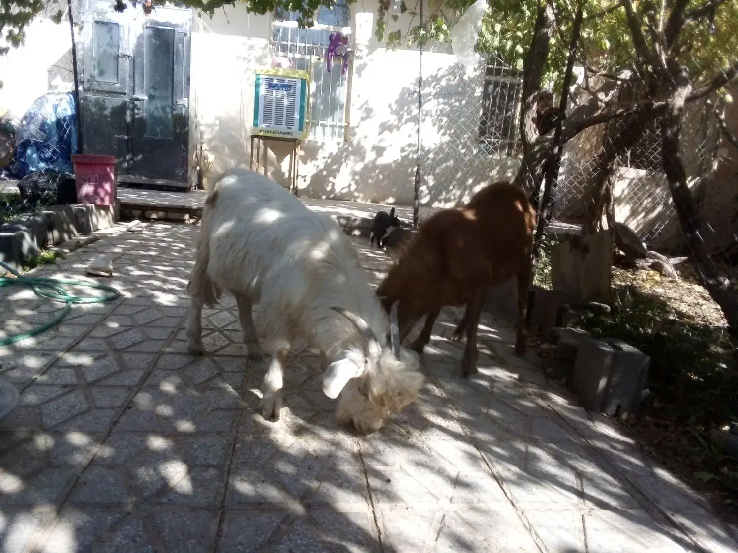 خروس سیاه قیمت ۳۵۰ بزغاله نر چاق کیلو ۶۰۰تومان|حیوانات مزرعه|خمین, |دیوار