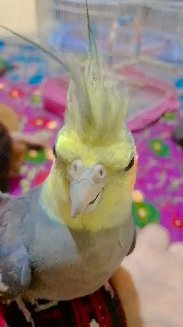 پرنده|پرنده|سراوان, |دیوار