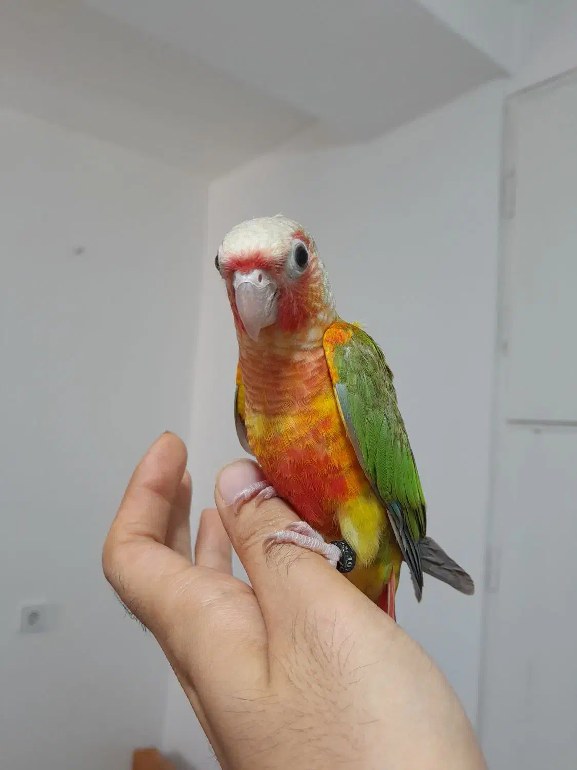 طوطی گرینچیک های سوپر رام و چلوندنی در انواع رنگ|پرنده|قائم‌شهر, |دیوار