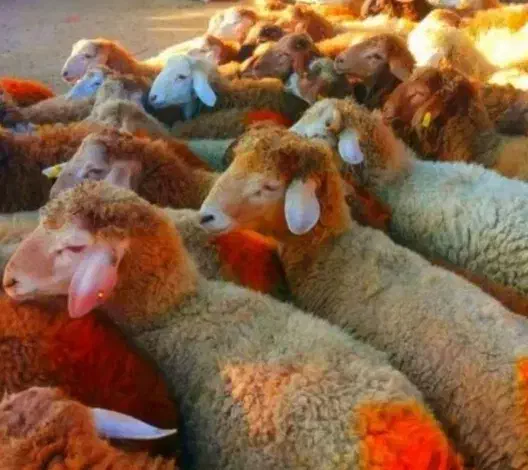 گوسفند کوهستانی ،چاق وچله|حیوانات مزرعه|قزوین, |دیوار