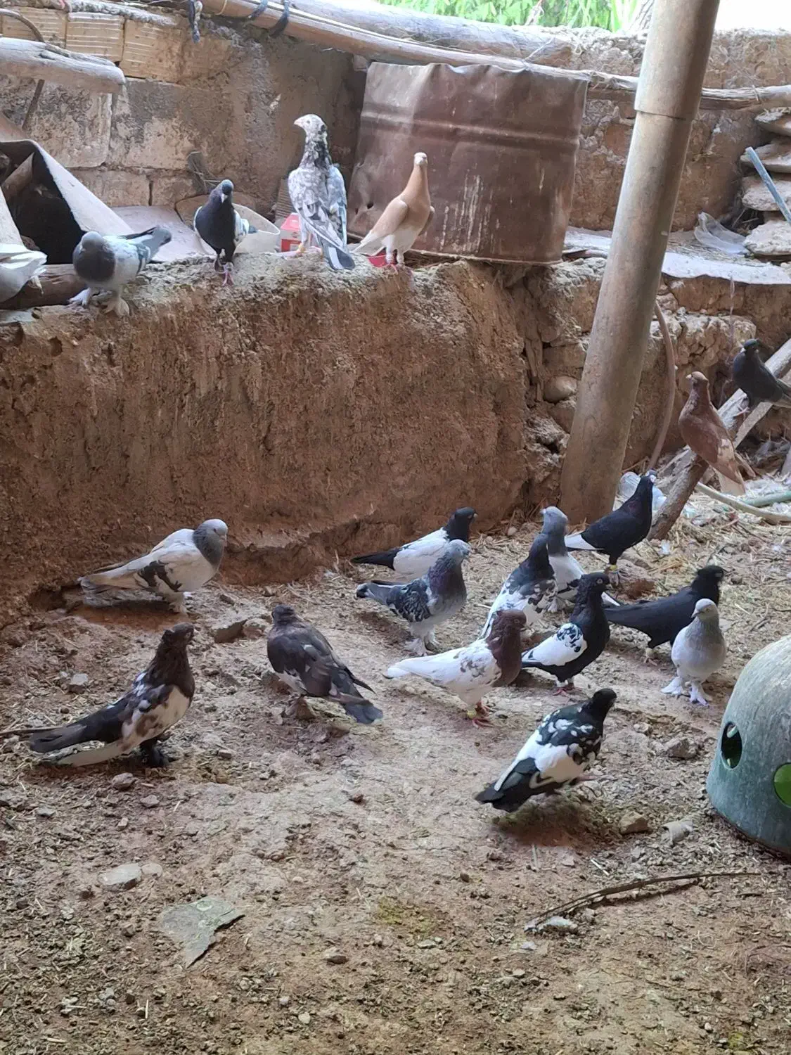 پرنده کله سینه|پرنده|شیراز, قصرالدشت|دیوار