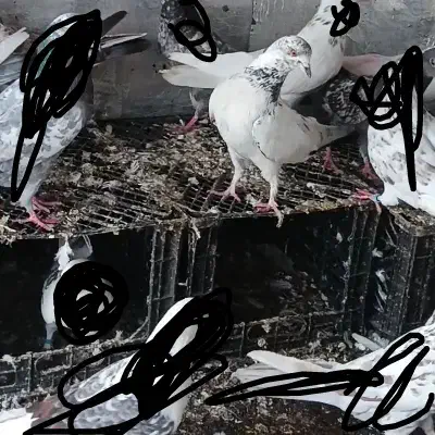 کفتر .|کلکسیون و سرگرمی|رامیان, |دیوار