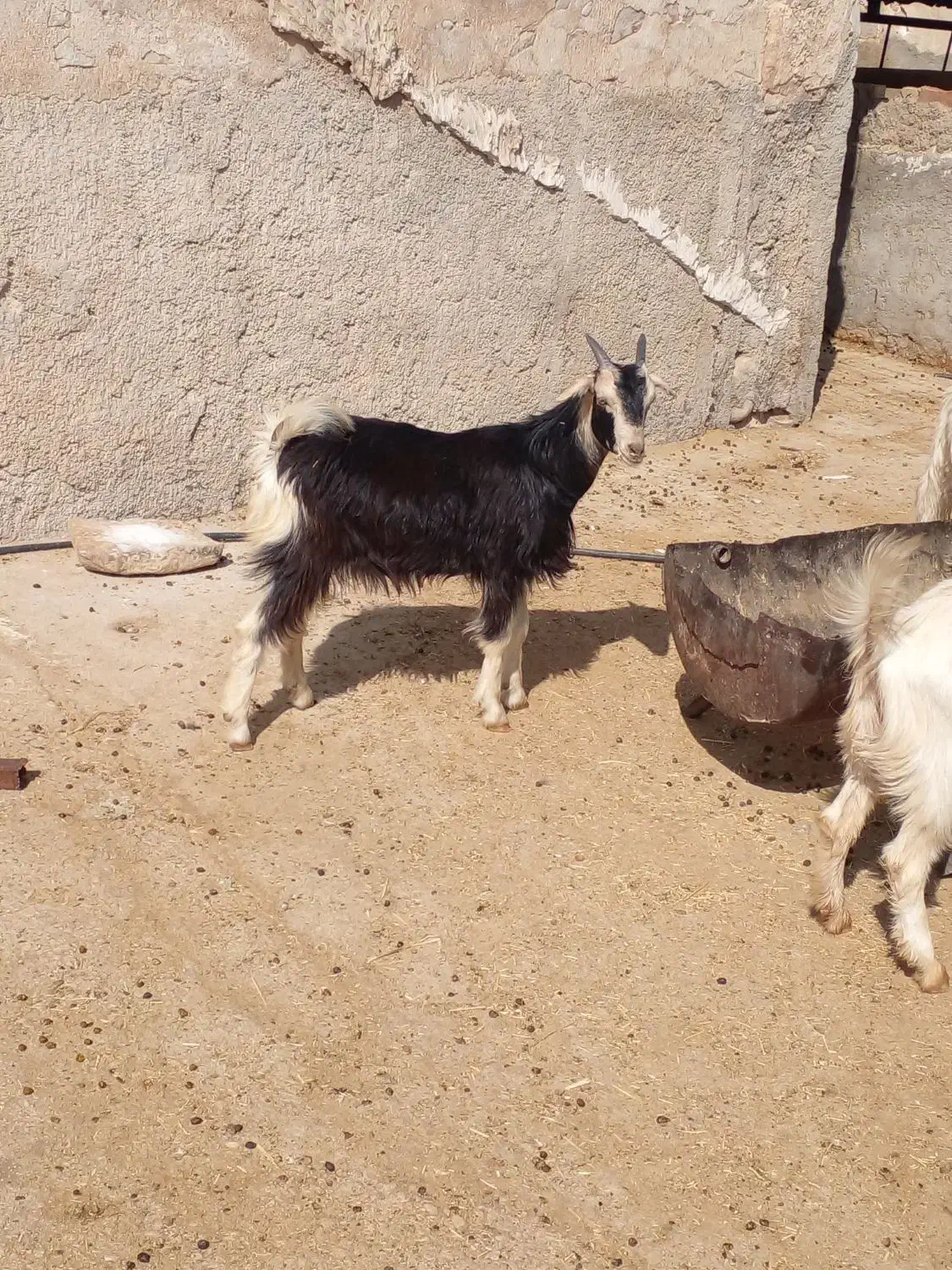 کهره بره چاق قصابی|حیوانات مزرعه|کازرون, |دیوار