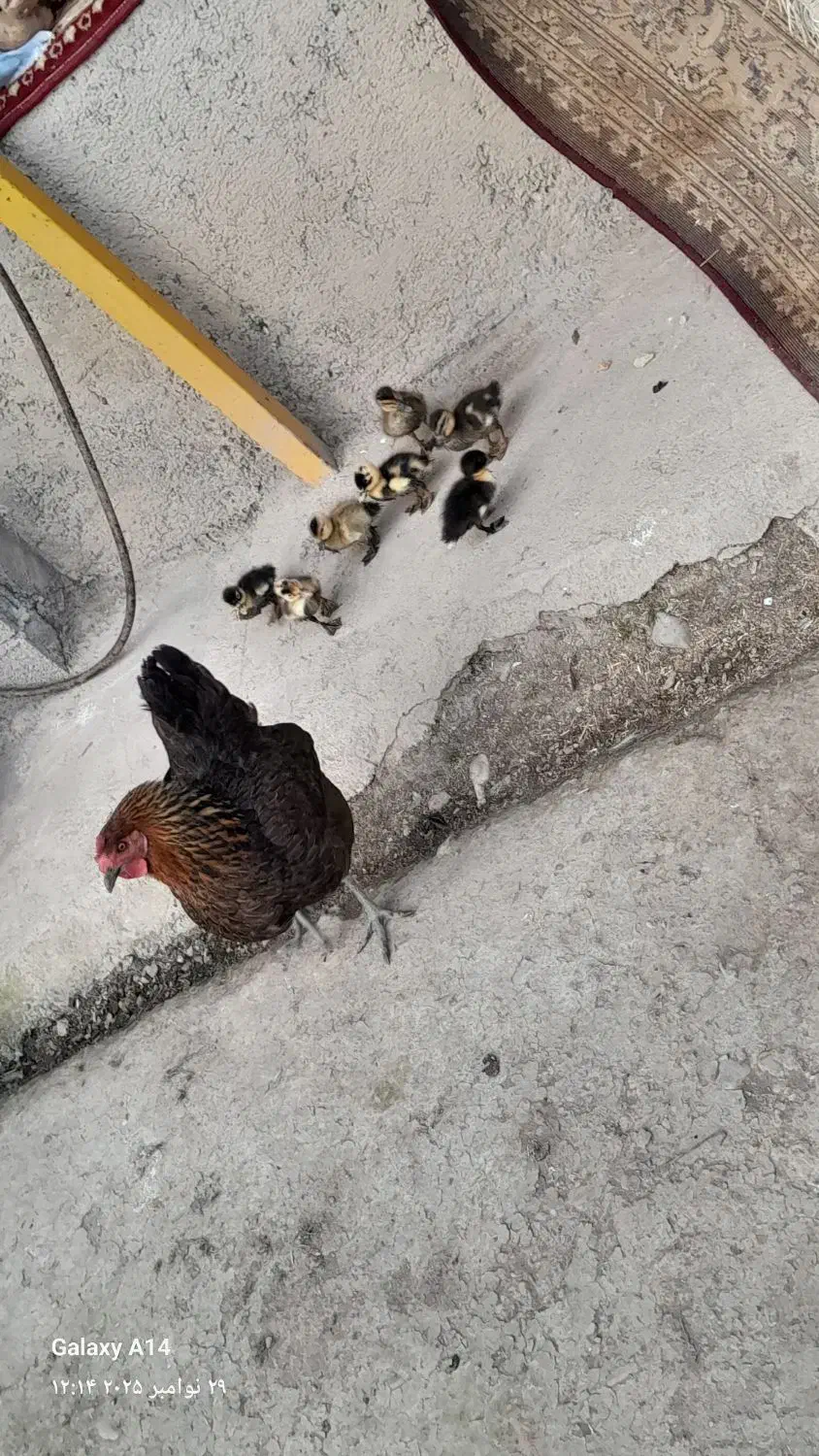 کلشکن با ۷ عدد جوجه اردک|حیوانات مزرعه|گوراب زرمیخ, |دیوار