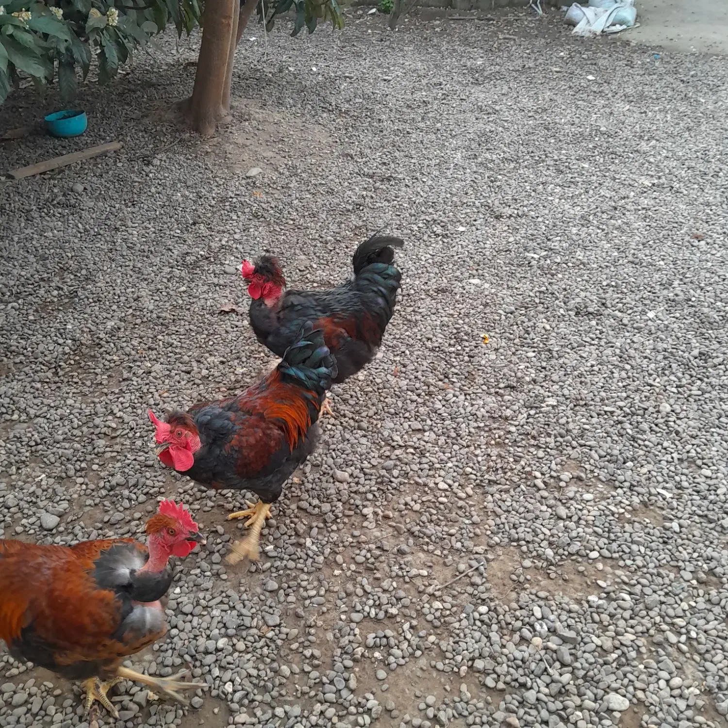 خروس گردن لختی تزئینی حومه لشت نشا|حیوانات مزرعه|رشت, حمیدیان|دیوار