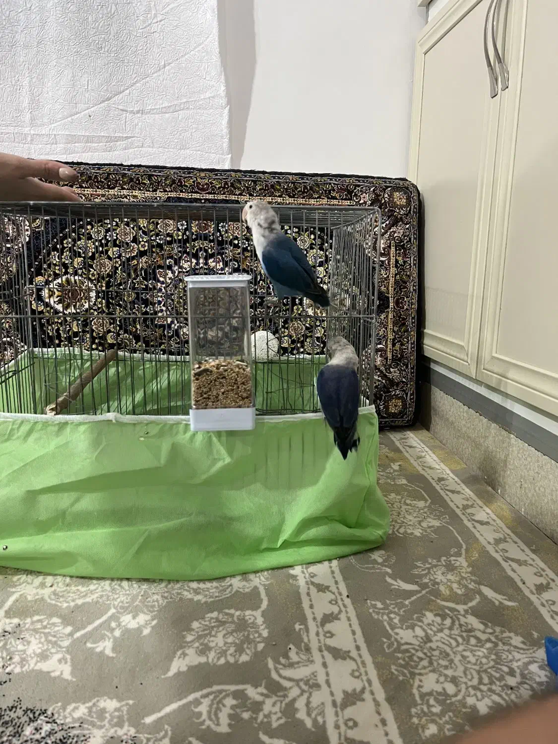 طوطی برزیلی خوش رنگ|پرنده|پاوه, |دیوار