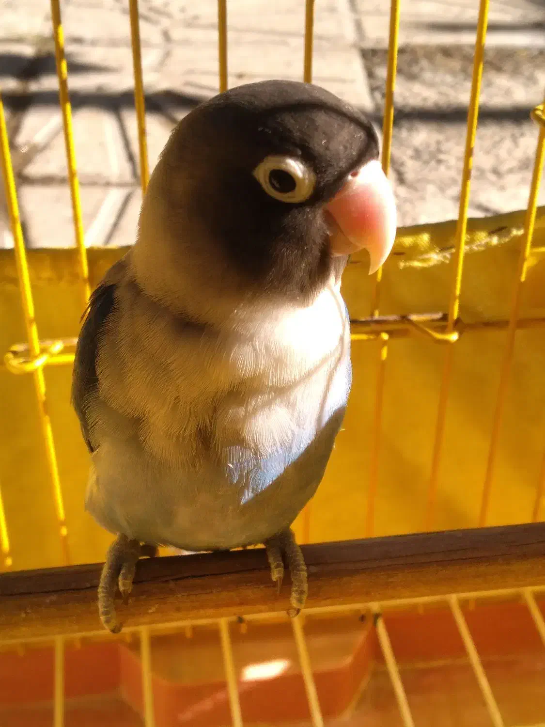 طوطی برزیلی|پرنده|اسلامشهر, شهرک محمدیه|دیوار