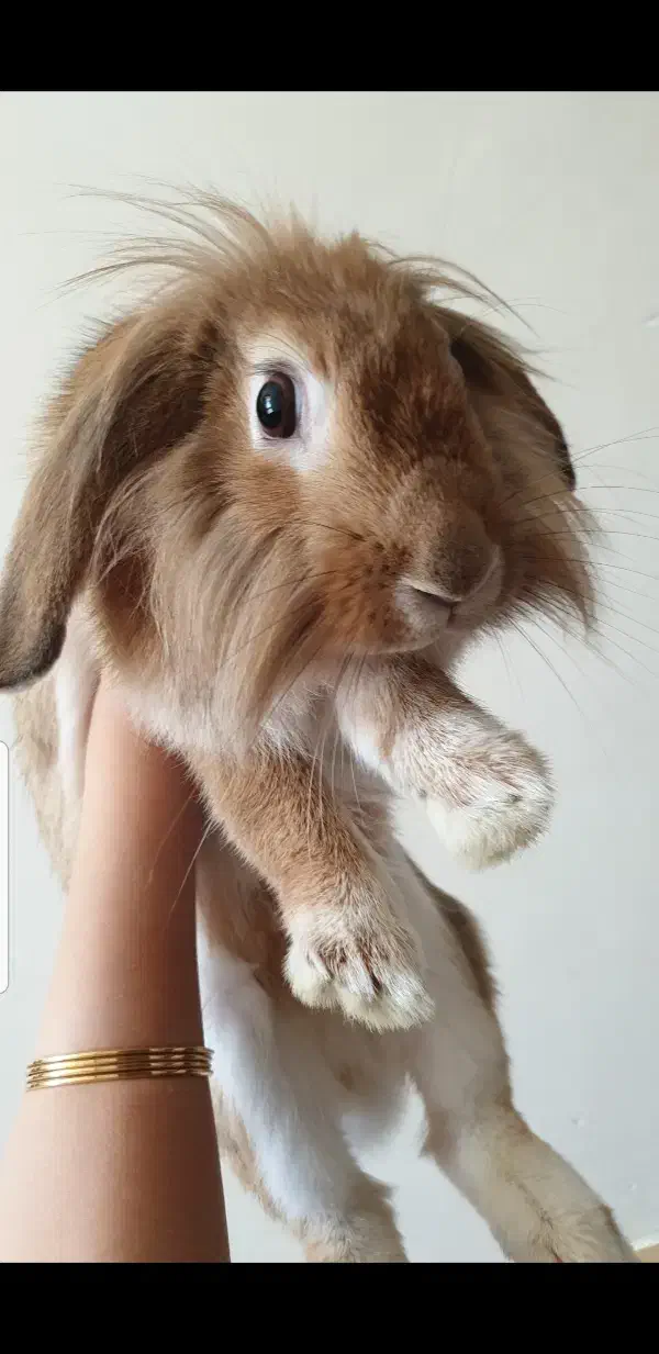 واگذاری خرگوش لوپ|موش و خرگوش|اهواز, زندوکیلی|دیوار