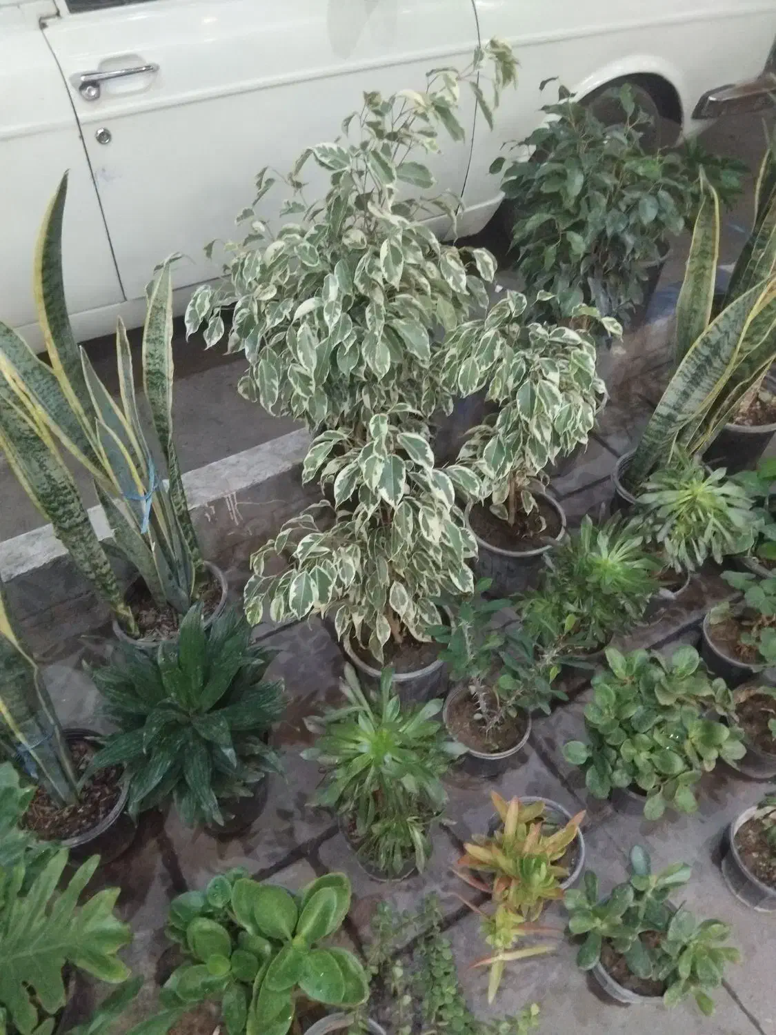 گل های آپارتمانی زیره قیمت خرید|گل و گیاه طبیعی|محمدیه-قزوین, |دیوار