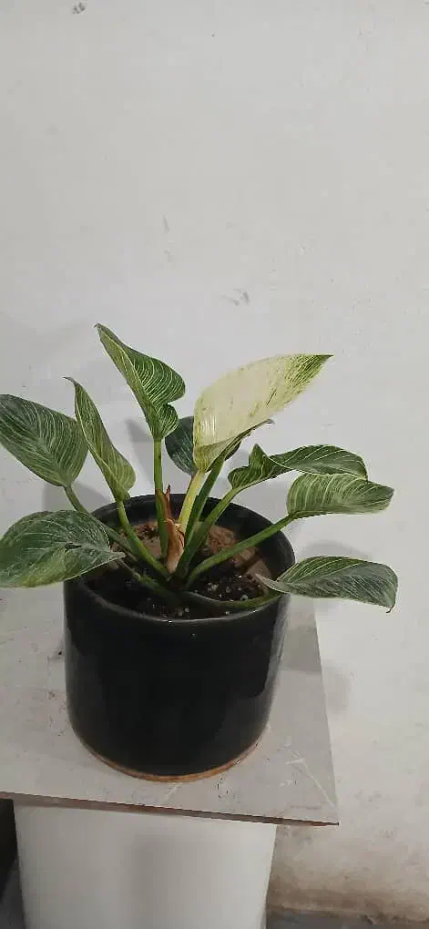 فروش فوق العاده گل بمناسبت روز مادر|گل و گیاه طبیعی|تالش, هشتپر|دیوار