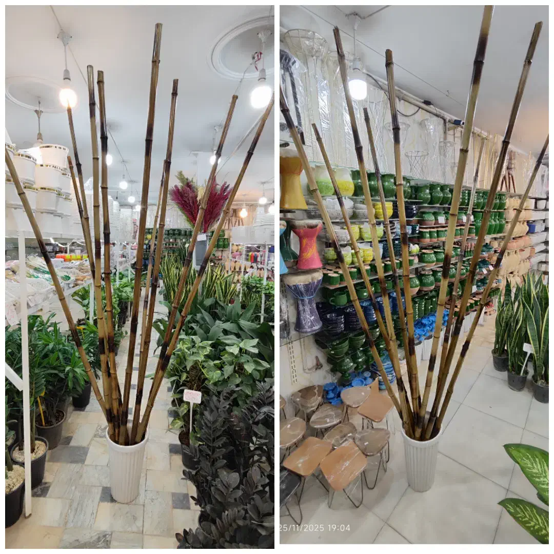 چوب بامبو ضخیم پایه گلدان استند سانسوریا یوکا پازل|گل و گیاه طبیعی|قم, ولیعصر|دیوار