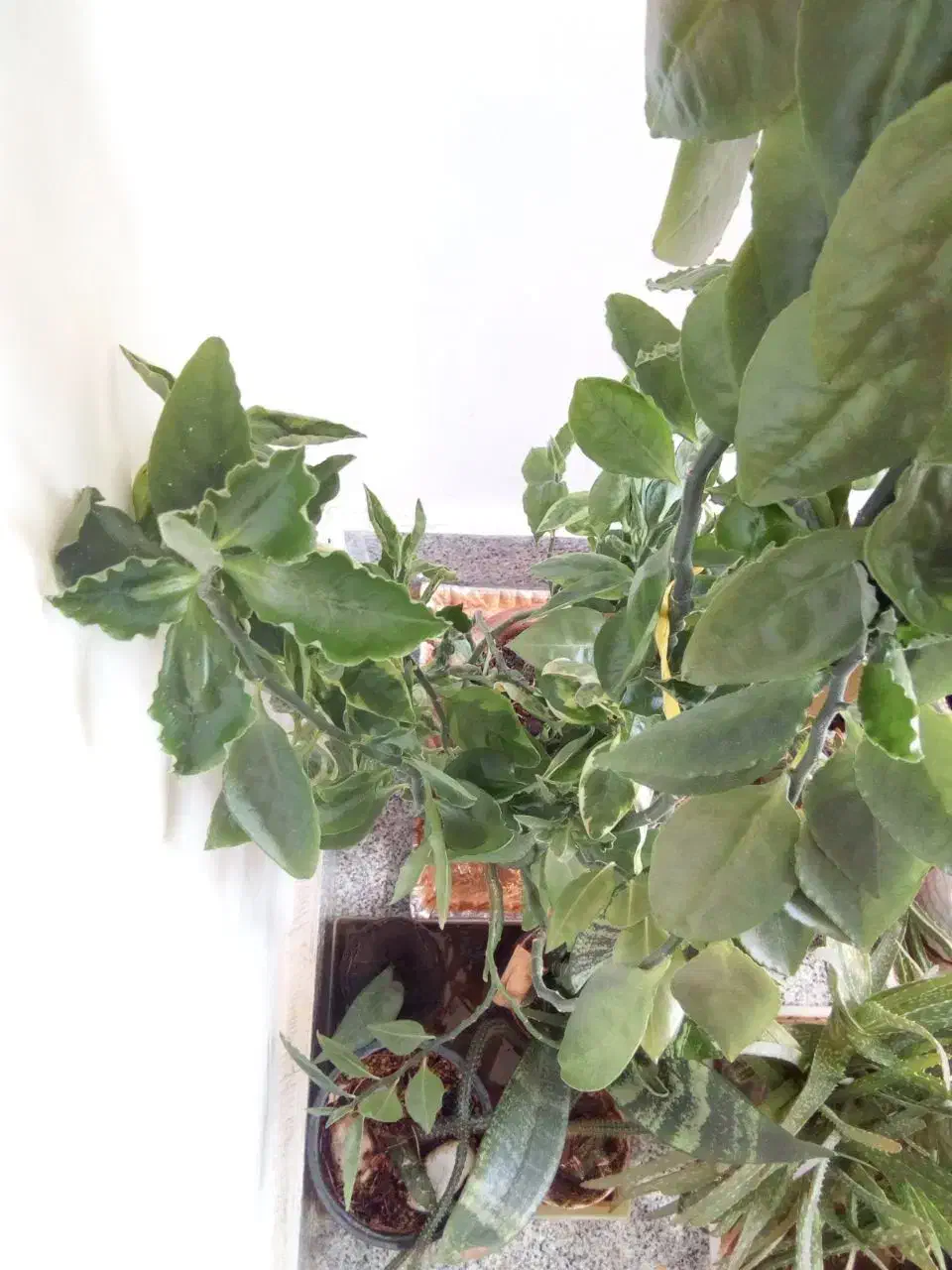 گل پدیلانتوس|گل و گیاه طبیعی|ارومیه, |دیوار