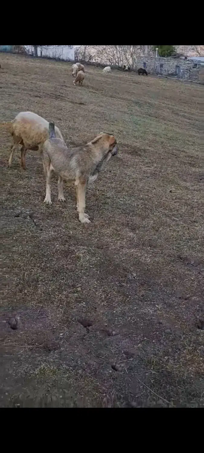 سگ پژدر|سگ|منجوان, |دیوار