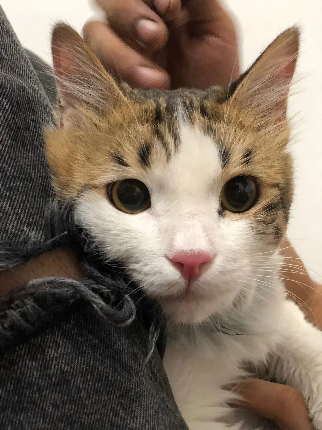 گربه پرشین|گربه|قم, پردیسان|دیوار