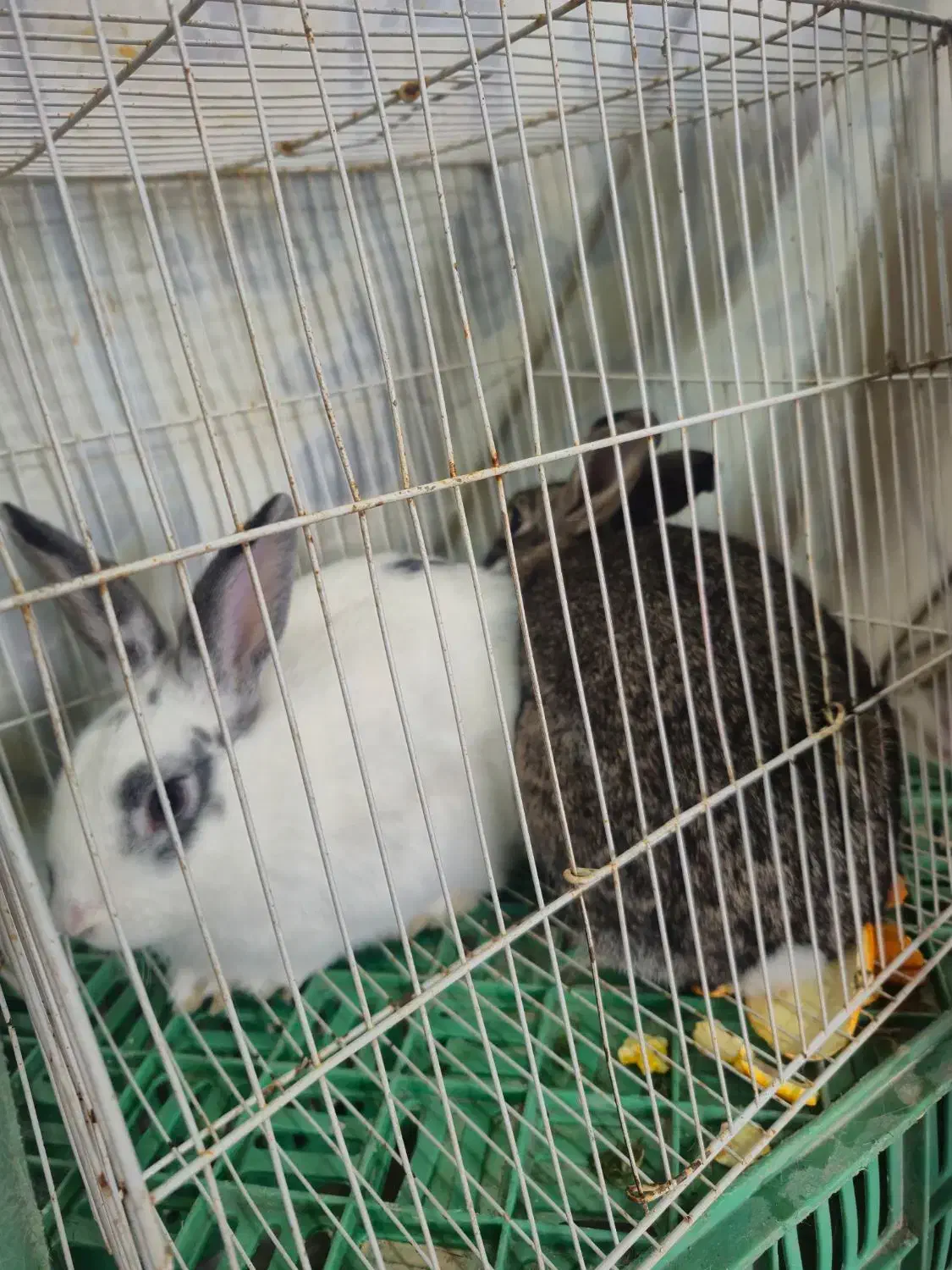 خرگوش|موش و خرگوش|چناران, |دیوار