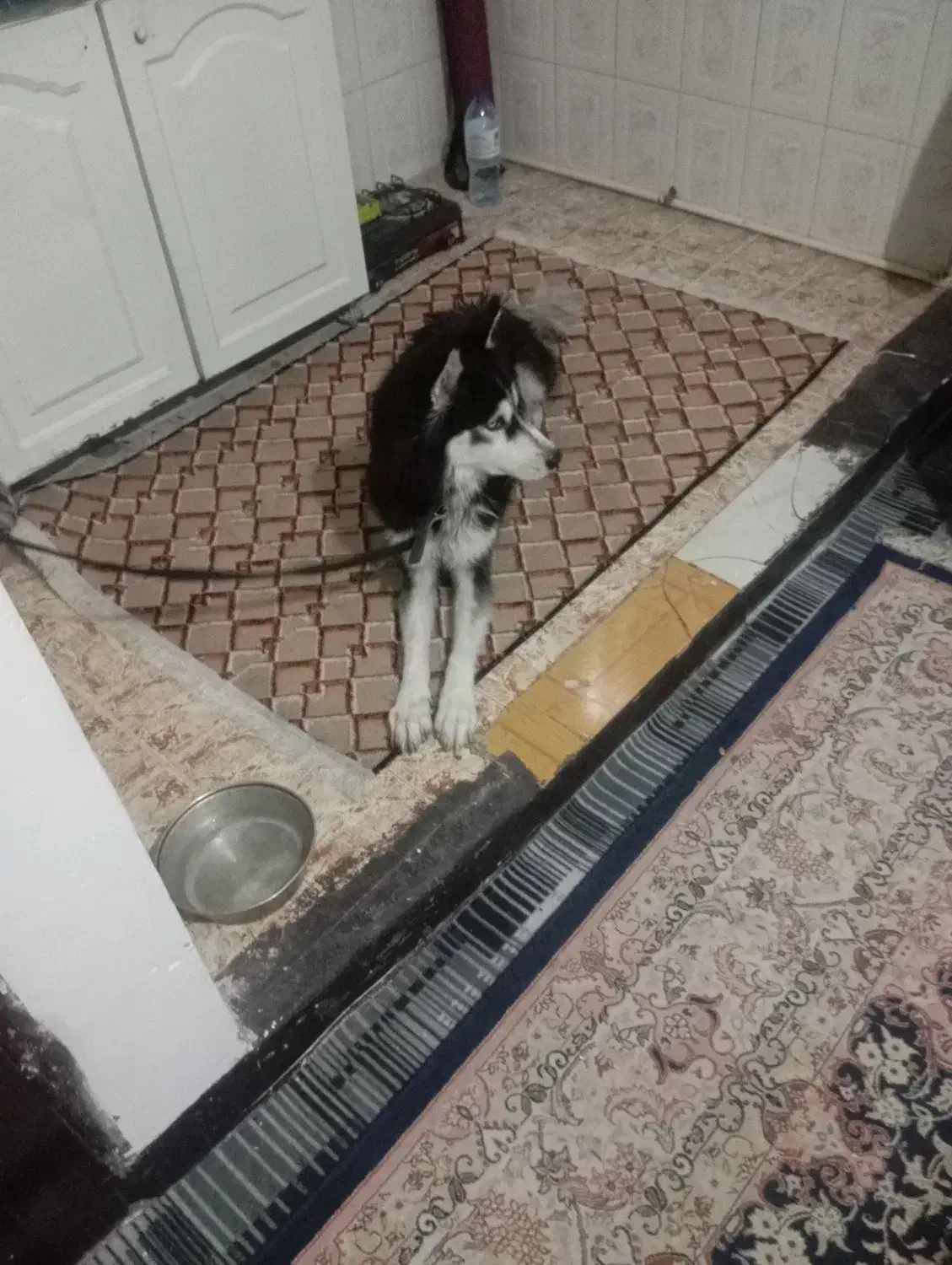 سگ هاسکی کاملا آروم مهربون|سگ|تهران, جوادیه تهرانپارس|دیوار