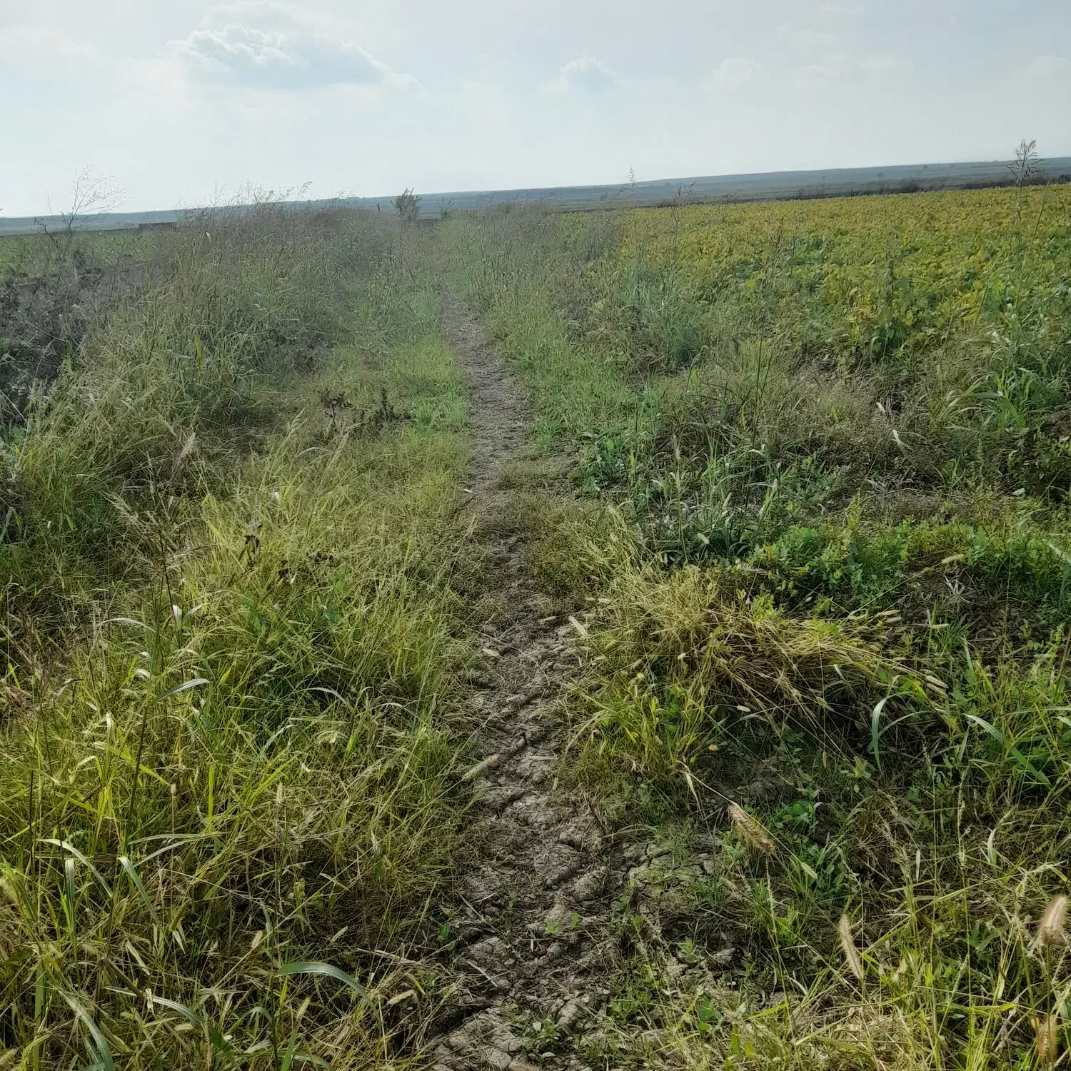 اجاره زمین کشاورزی|اجارهٔ دفتر صنعتی، کشاورزی، تجاری|بیله سوار, |دیوار