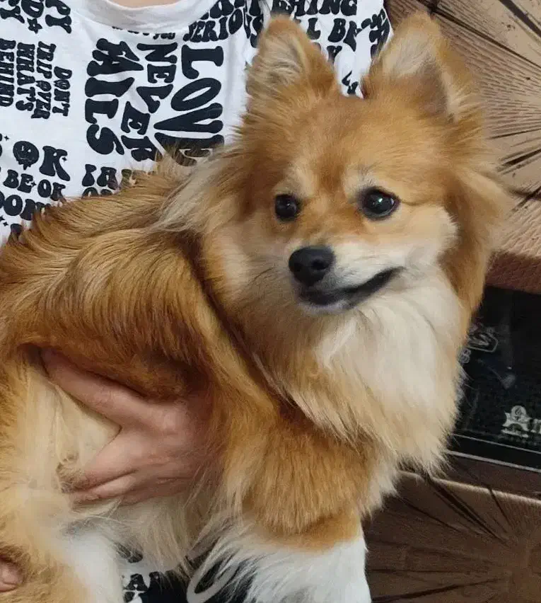 پامر خرسی عروسکی ماده یک ساله واگذار به خانواده|سگ|تهران, پونک|دیوار