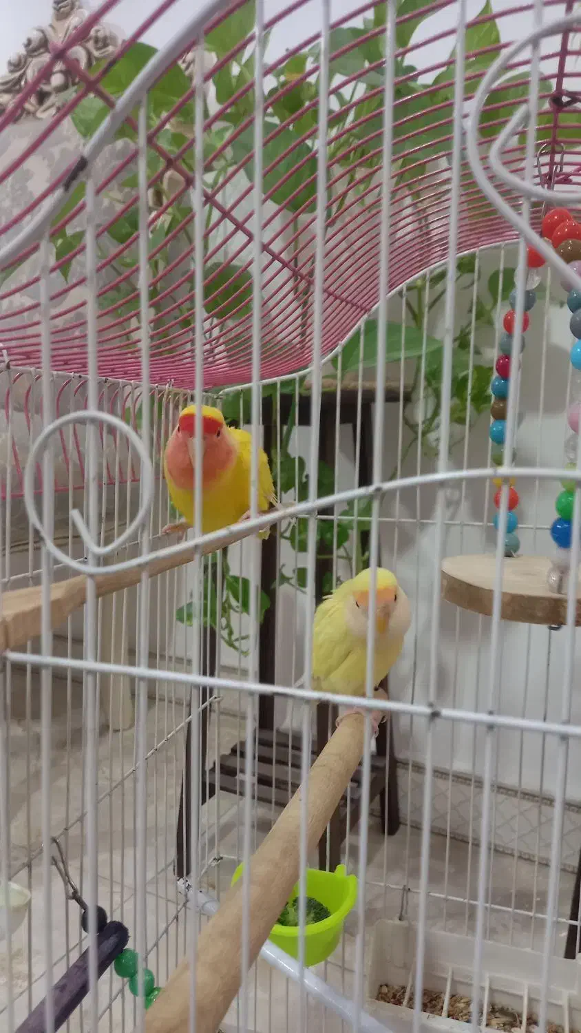 طوطی برزیلی|پرنده|قرچک, باقرآباد|دیوار