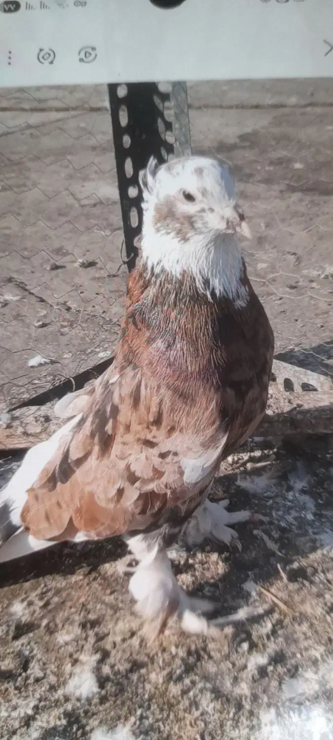 سه طوق سرور|پرنده|تهران, بهمن یار|دیوار