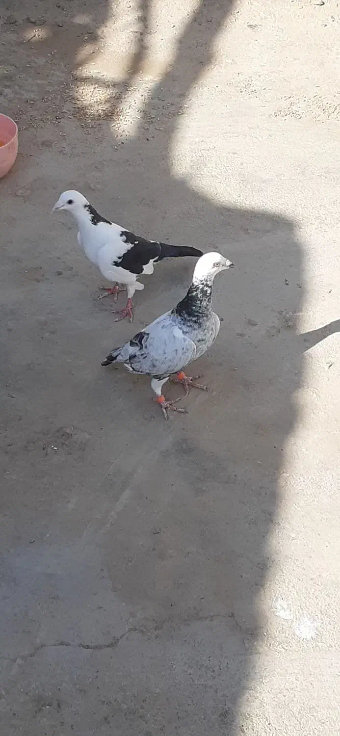 نرو ماده عتیقه|پرنده|زهک, |دیوار