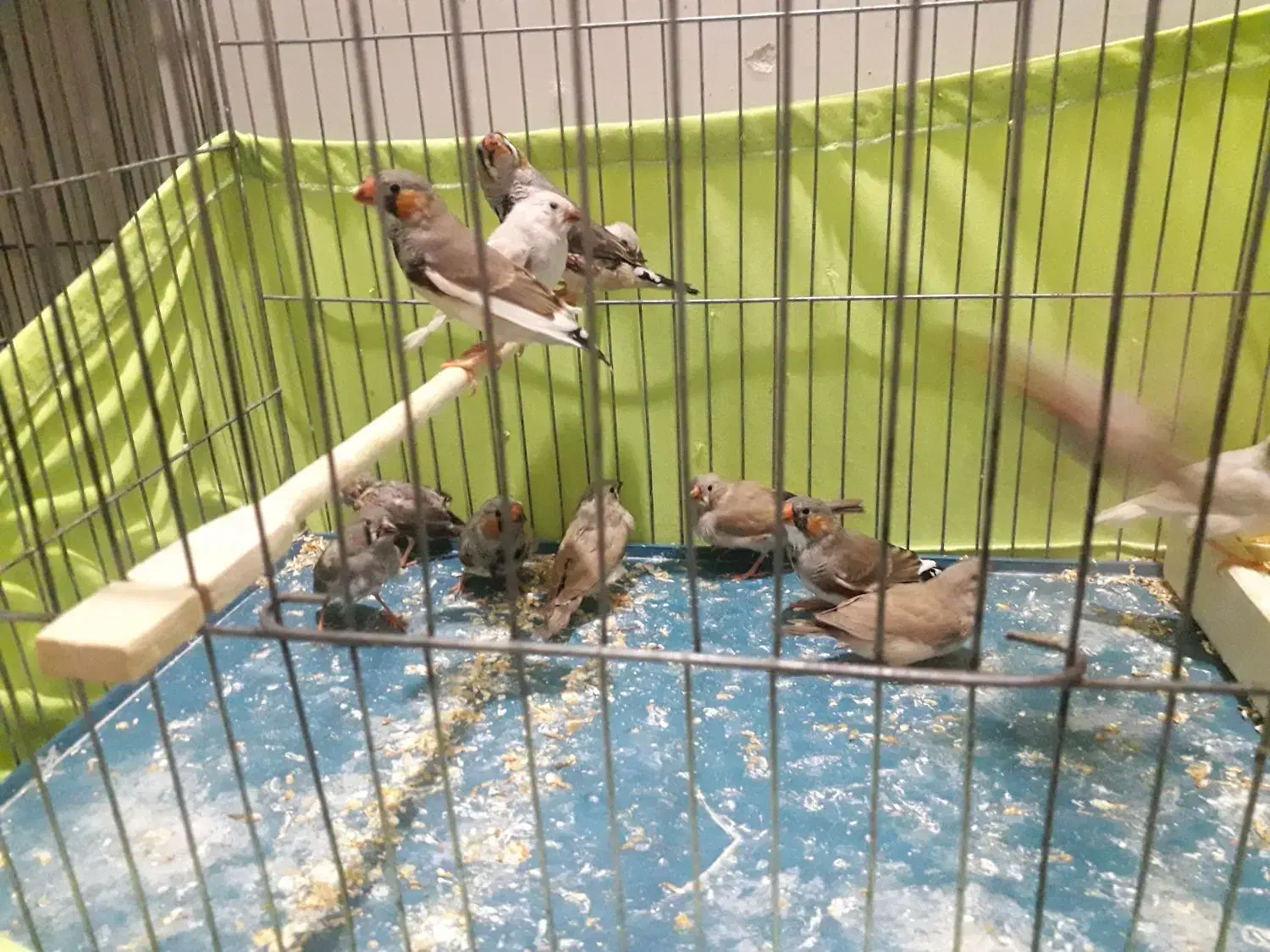 فنج کینگ وزبرا سلامت|پرنده|تهران, مینای جنوبی|دیوار