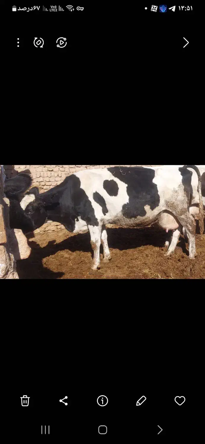 گاو سالم آبستن بالا|حیوانات مزرعه|نیشابور, مازول|دیوار