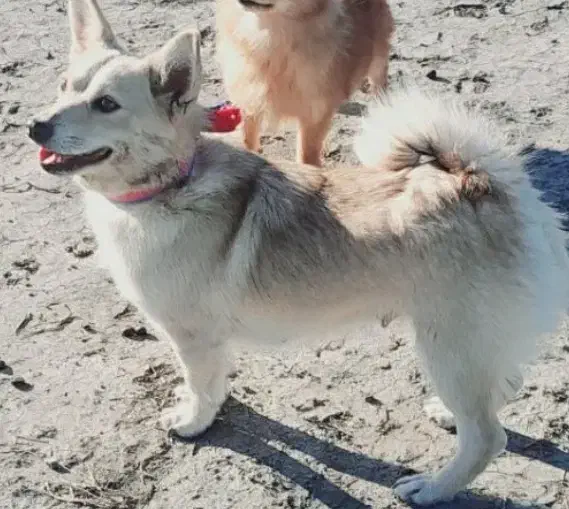 فروشی|سگ|گرگان, |دیوار