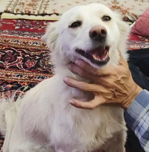 پیدا شده|حیوانات|شیراز, ستارخان|دیوار