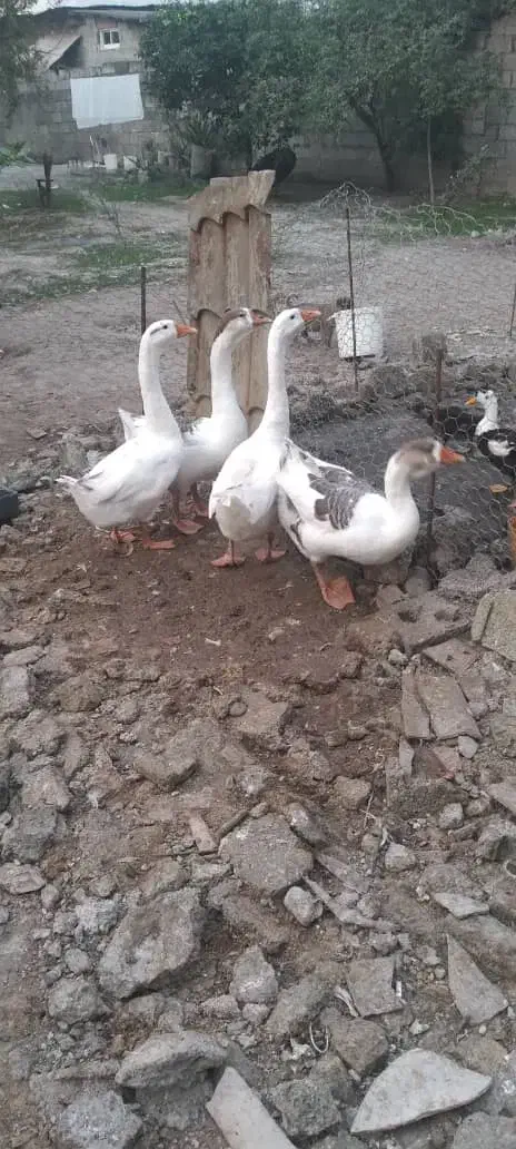 فروش غاز نژاد خالماگوری 6 ماهه|حیوانات مزرعه|قائم‌شهر, |دیوار