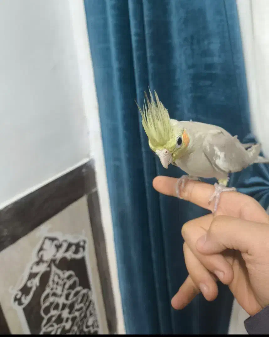 عروس هلندی آهویی|پرنده|اندیمشک, |دیوار