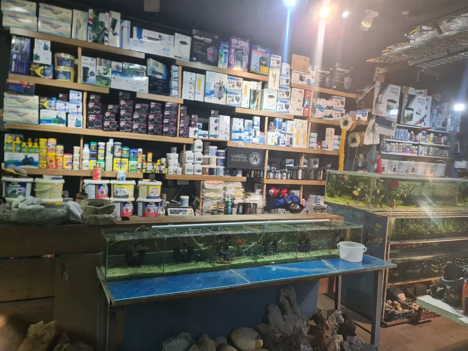 اکواریوم ماهی اب شور دیسکس ابشور انجل گوپی|ماهی|شیراز, سیاه سنگ|دیوار