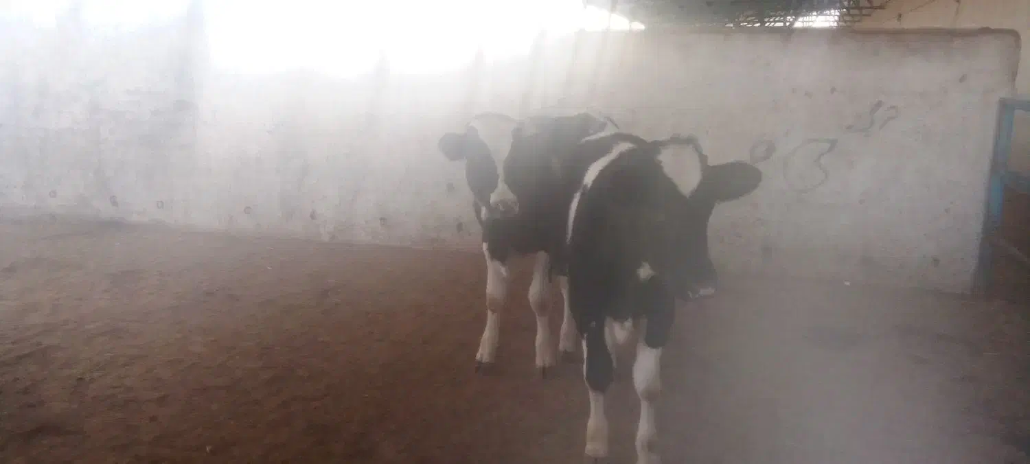 4عدد گوساله 3جوانه 1تلیسه|حیوانات مزرعه|تربت جام, میان جام|دیوار