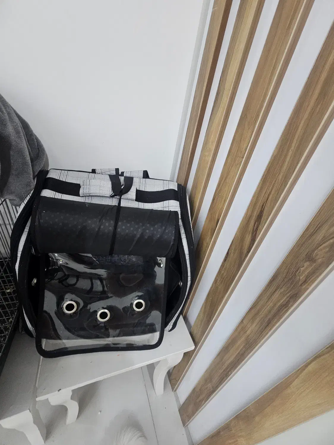 توله سگ|سگ|باقرشهر, |دیوار