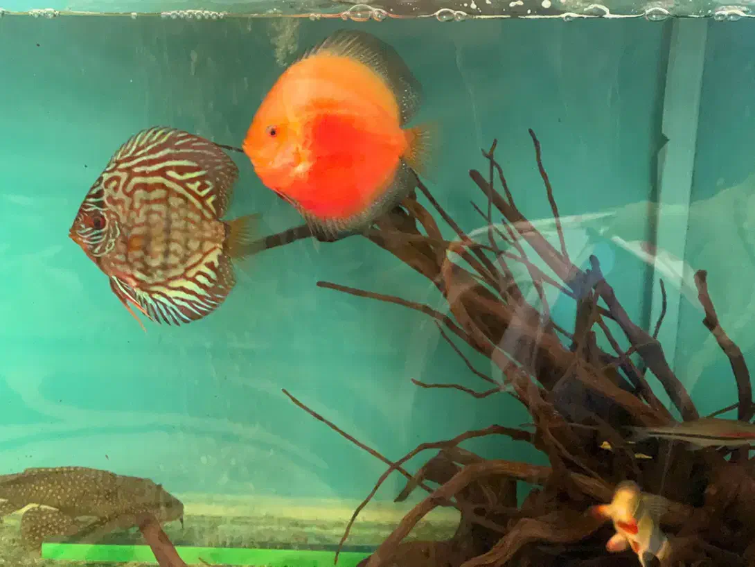 اکواریوم|ماهی|مشهد, هفده شهریور|دیوار