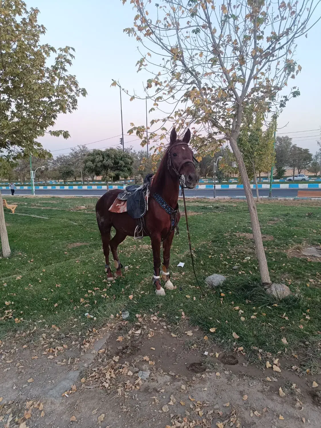 مادیان کورد و کره مادیان یکساله|اسب و تجهیزات اسبسواری|کرمانشاه, |دیوار